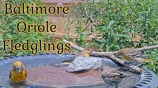 Adorable Oriole Fledglings Bath Time!