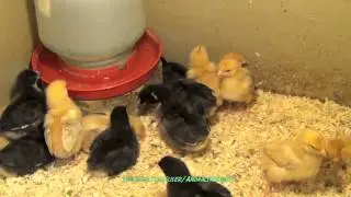Black and Brown Chicks 1-2 Weeks Old