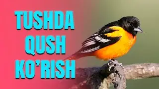 Tushda qush ko'rish Тушда куш куриш
