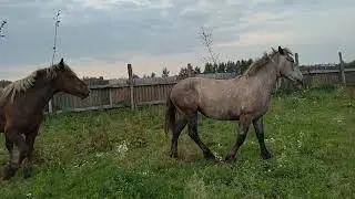 Красивый породистый жеребец рвет табун