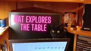 Cat explores the table