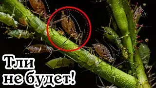 APHIDS ARE AFRAID OF THIS MEDICINE LIKE FIRE! The best home remedy for aphids.