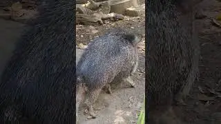 Cute piggies