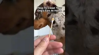 How To Clean Your Dog's Ears At Home 🐶👂🏻 