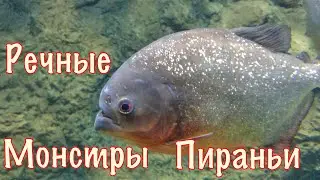 ПИРАНЬИ. РЕЧНЫЕ МОНСТРЫ.