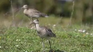 Kervançulluğu /  Eurasian Curlew
