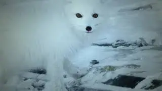 BBC 冰雪動物王國