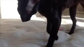 Кошки тогда и сейчас