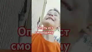 а вы любите смородину?