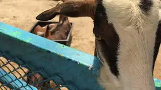 Зоопарк в Паттайе: кормлю козочек 🐐 Тайланд
