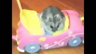 Хомяк катается на машине