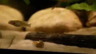 Nanochromis splendens Kinganga F0