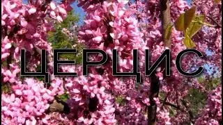 БОБЫ на ДЕРЕВЕ - ЦЕРЦИС канадский (Иудино дерево). Всё об уходе.