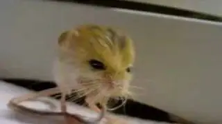 Непонятное Существо