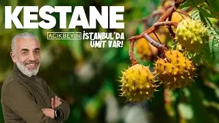 Kestane | İstanbul'da Ümit Var | 35.Bölüm
