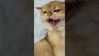 My cat is very vindictive! 