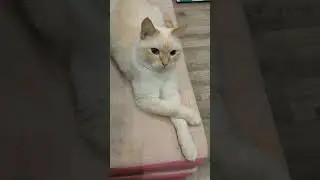 Идёшь ты домой..#cat #котик #котики #кот