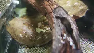 Royal twig Catfish Panamenisis. 2 weeks old