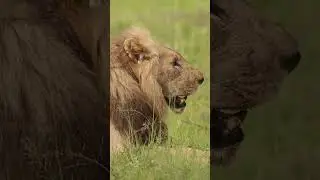 Lion and Leopard before 7am
