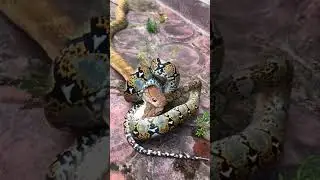 king cobra vs big python real fight 