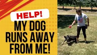 Help! My Dog Runs Away: How to Teach a Reliable Recall