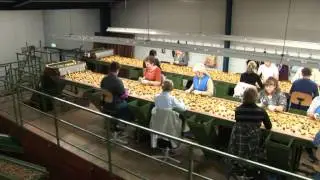 Schouten Bercomex - Sorteerlijn Malipaard