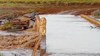Lion pride crossing a flooded bridge