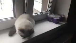 Капуччино перед отъездом, уже стерилизованна