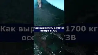 Как вырастить 1700 кг осетра в УЗВ  #узв #рыба  #акварост