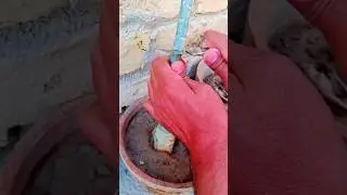 Grafting Desert Rose Plant | Graft Adenium #adenium #flat #grafting #shorts