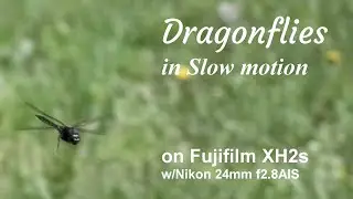 Dragonflies in slow motion on Fuji XH2s