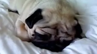 wakey wakey it's time for school but it's a pug