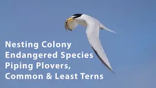 Photographing an Endangered Species' Nesting Colony