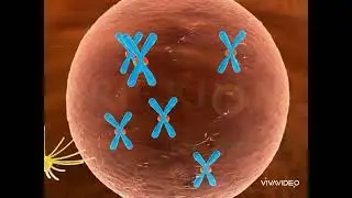 Nurses Zone(documentary)-by-Chipo James Mainda=Mitosis