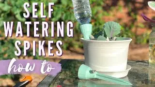 How To Use Self Watering Spikes On Outdoor + Indoor Plants | Potting Purple Plant Propagations 😈