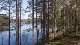 Kielinuppu ARKISTO - Suomalainen metsä