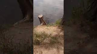 малая выпь