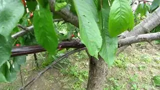 Как сохранить урожай? 2 способа ДЕШЕВЫЙ и ДОРОГОЙ How to save the harvest 2 ways to