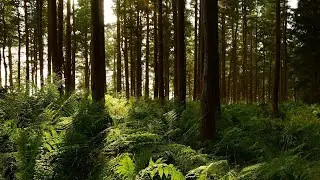 Ghost In The Wild - Summer: A Walk In The Forest