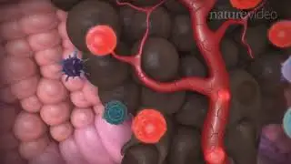 Иммунология опухоли