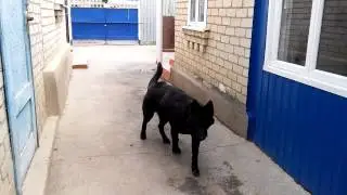 Блэк