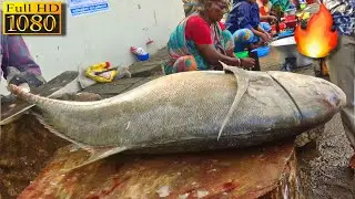 KASIMEDU 🔥SPEED SELVAM | FISH CUTTING🐟 | FISH CUTTING SKILL | KASIMEDU | CKFC🔪
