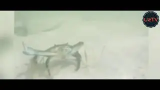 Qisqichbaqa lezginkaga uyinga tushyapti 😃 +18 / Кискичбака лезгинкага уйинга тушяпти 😃 +18