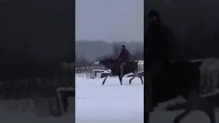 Верхом по лесу на Лосе