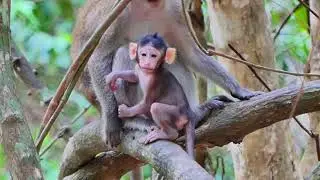 Monkey eats mango
