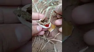 snake egg opening । 