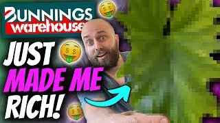 Insane $20 Rare Plant Find at Bunnings!! | Variegated Monstera & Philodendron