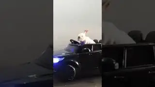Rabbit Grabs Food From Drive Through