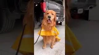 Tucker Hates His Raincoat - Tucker Budzyn video ( golden retriever ) #goldenretriever