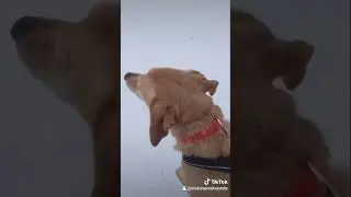 Do They Get Cold